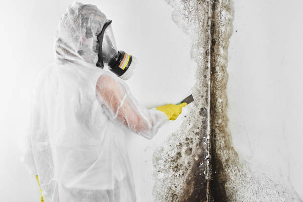 Best Attic Mold Removal  in Las Lomas, CA