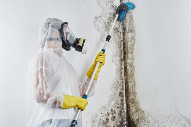 Best Professional Mold Removal  in Las Lomas, CA