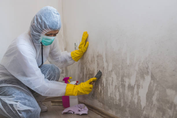 Best Crawl Space Mold Removal  in Las Lomas, CA