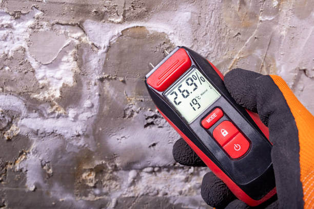 Best Fast Mold Removal  in Las Lomas, CA