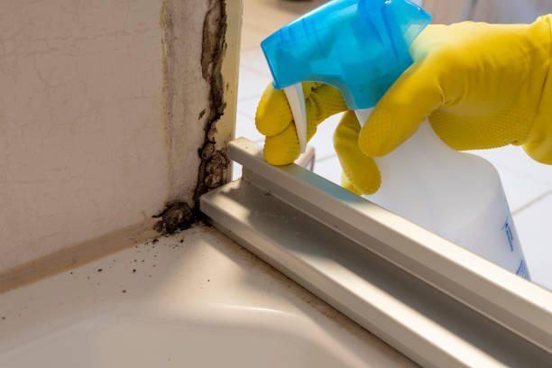 Best Mold Damage Repair  in Las Lomas, CA
