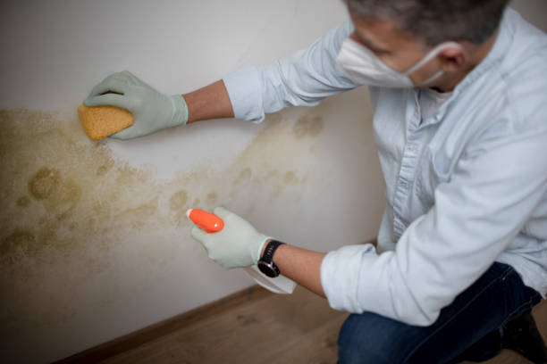 Best Same-Day Mold Removal  in Las Lomas, CA