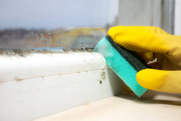 Best Fast Mold Removal  in Las Lomas, CA