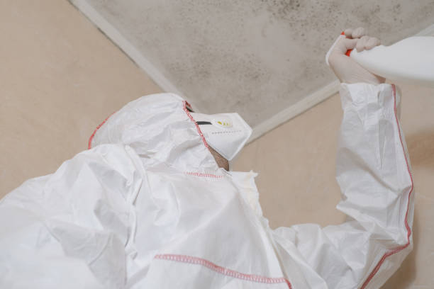 Best Mold Removal Company Near Me  in Las Lomas, CA