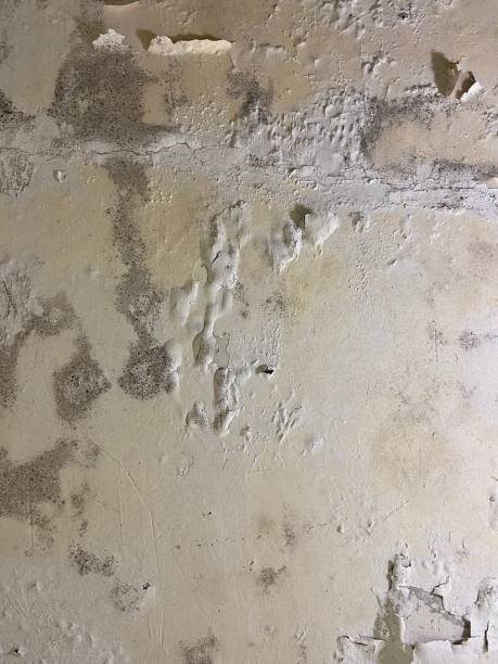  Las Lomas, CA Mold Removal Pros