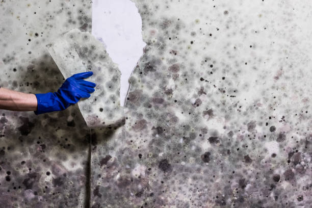 Best Certified Mold Removal  in Las Lomas, CA