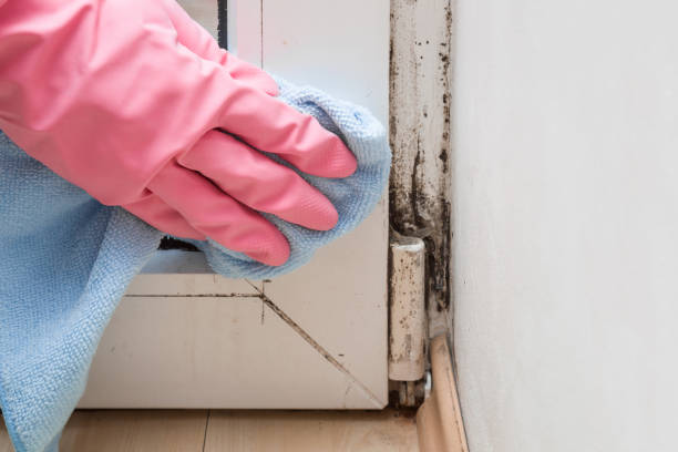 Best Mold Cleaning Services  in Las Lomas, CA