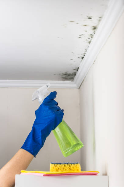 Best Emergency Mold Removal  in Las Lomas, CA