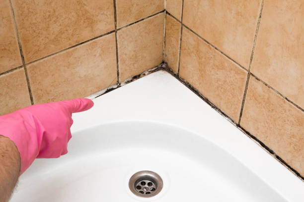 Best Local Mold Removal Service  in Las Lomas, CA